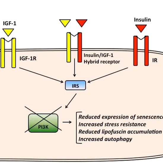 insulin-like growth factor-1 (igf-1) somatomedin c